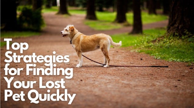 Top Strategies for Finding Your Lost Pet Quickly: A Comprehensive Guide